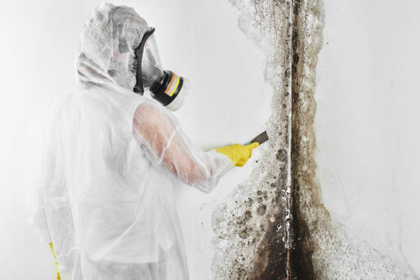 Best Mold Damage Repair  in Beachwood, OH