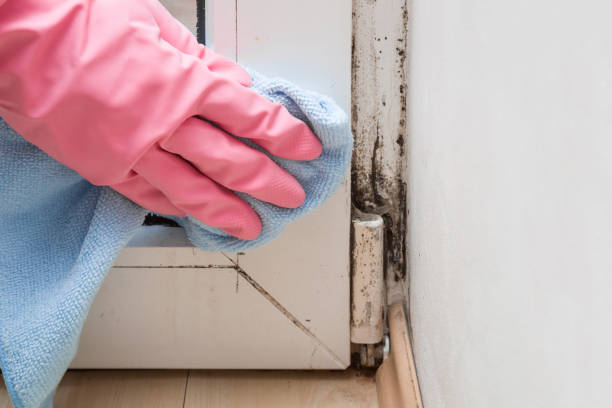 Best Crawl Space Mold Removal  in Beachwood, OH