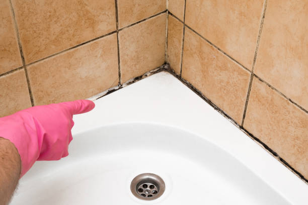 Best Mold Damage Repair  in Beachwood, OH